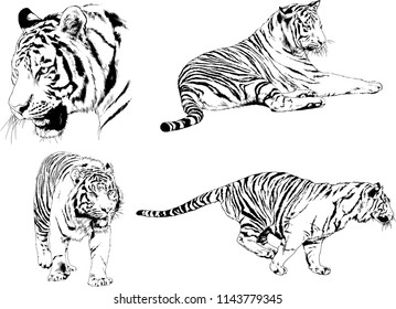 set of vector drawings on the theme of predators tigers are drawn by hand with ink tattoo logos