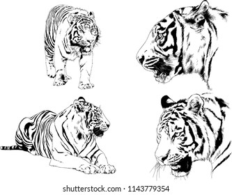 set of vector drawings on the theme of predators tigers are drawn by hand with ink tattoo logos