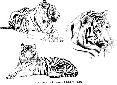 set of vector drawings on the theme of predators tigers are drawn by hand with ink tattoo logos