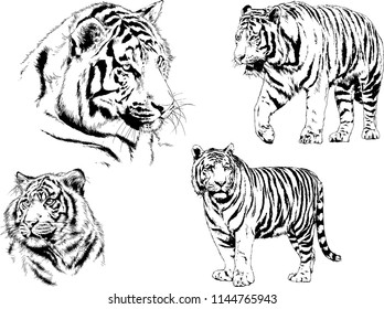 set of vector drawings on the theme of predators tigers are drawn by hand with ink tattoo logos