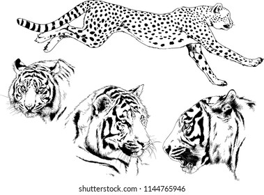 set of vector drawings on the theme of predators tigers are drawn by hand with ink tattoo logos