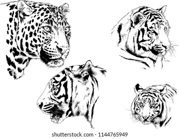 set of vector drawings on the theme of predators tigers are drawn by hand with ink tattoo logos