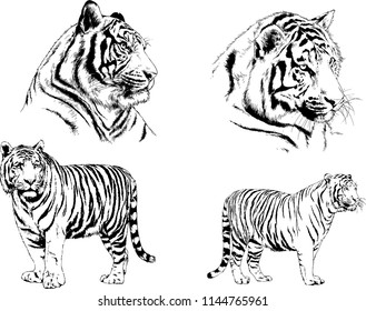 set of vector drawings on the theme of predators tigers are drawn by hand with ink tattoo logos