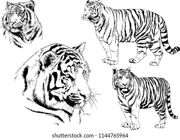 set of vector drawings on the theme of predators tigers are drawn by hand with ink tattoo logos