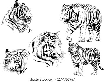 set of vector drawings on the theme of predators tigers are drawn by hand with ink tattoo logos