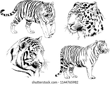 set of vector drawings on the theme of predators tigers are drawn by hand with ink tattoo logos