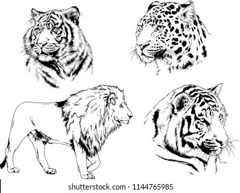 set of vector drawings on the theme of predators tigers are drawn by hand with ink tattoo logos