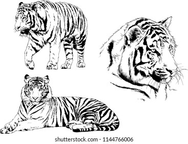 set of vector drawings on the theme of predators tigers are drawn by hand with ink tattoo logos