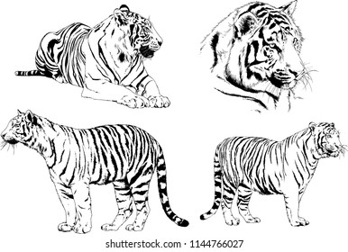 set of vector drawings on the theme of predators tigers are drawn by hand with ink tattoo logos