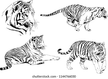 set of vector drawings on the theme of predators tigers are drawn by hand with ink tattoo logos