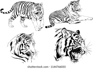 set of vector drawings on the theme of predators tigers are drawn by hand with ink tattoo logos