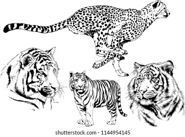 set of vector drawings on the theme of predators tigers are drawn by hand with ink tattoo logos