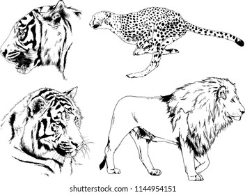 set of vector drawings on the theme of predators tigers are drawn by hand with ink tattoo logos