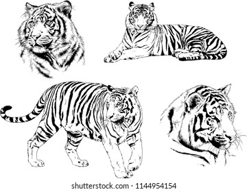 set of vector drawings on the theme of predators tigers are drawn by hand with ink tattoo logos