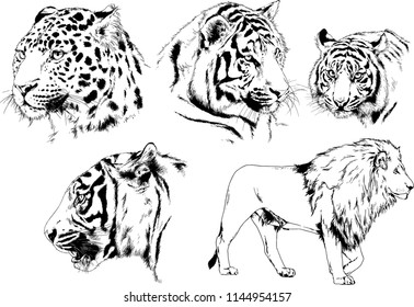 set of vector drawings on the theme of predators tigers are drawn by hand with ink tattoo logos