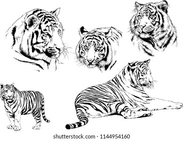 set of vector drawings on the theme of predators tigers are drawn by hand with ink tattoo logos