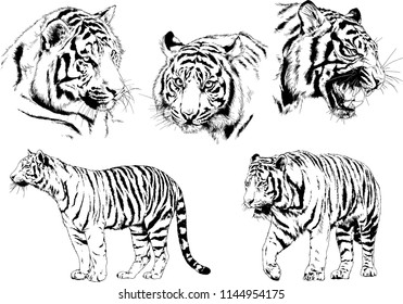 set of vector drawings on the theme of predators tigers are drawn by hand with ink tattoo logos