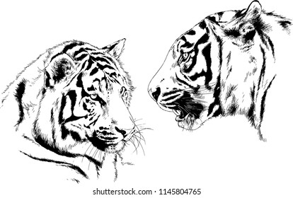 set of vector drawings on the theme of predators tigers are drawn by hand with ink tattoo logos