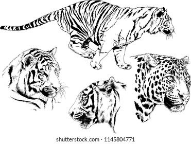 set of vector drawings on the theme of predators tigers are drawn by hand with ink tattoo logos