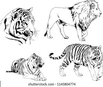 set of vector drawings on the theme of predators tigers are drawn by hand with ink tattoo logos
