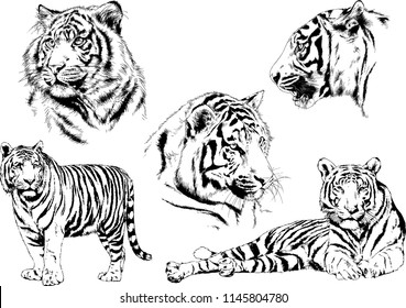 Set Vector Drawings On Theme Predators Stock Vector (Royalty Free ...