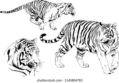 set of vector drawings on the theme of predators tigers are drawn by hand with ink tattoo logos