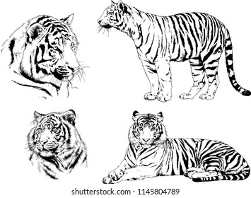 set of vector drawings on the theme of predators tigers are drawn by hand with ink tattoo logos