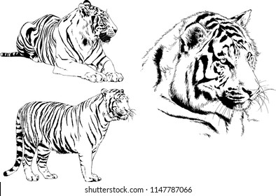 set of vector drawings on the theme of predators tigers are drawn by hand with ink tattoo logos