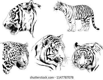 set of vector drawings on the theme of predators tigers are drawn by hand with ink tattoo logos