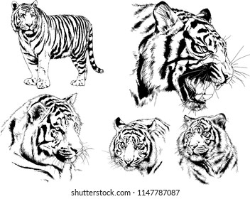 set of vector drawings on the theme of predators tigers are drawn by hand with ink tattoo logos