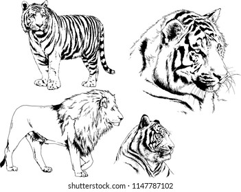 set of vector drawings on the theme of predators tigers are drawn by hand with ink tattoo logos