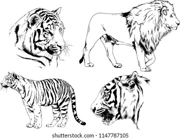 set of vector drawings on the theme of predators tigers are drawn by hand with ink tattoo logos