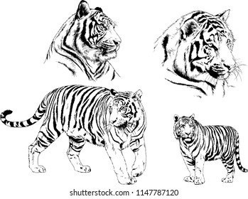 set of vector drawings on the theme of predators tigers are drawn by hand with ink tattoo logos