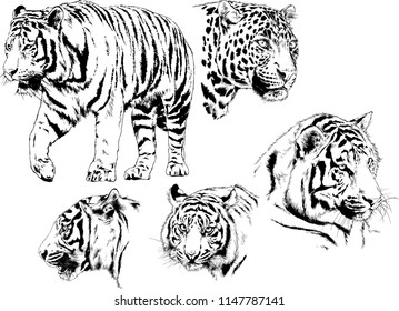 set of vector drawings on the theme of predators tigers are drawn by hand with ink tattoo logos