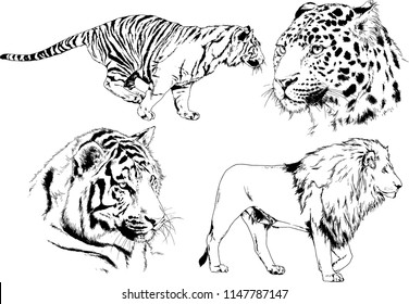set of vector drawings on the theme of predators tigers are drawn by hand with ink tattoo logos