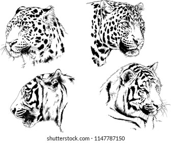 set of vector drawings on the theme of predators tigers are drawn by hand with ink tattoo logos