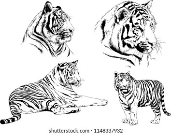 set of vector drawings on the theme of predators tigers are drawn by hand with ink tattoo logos