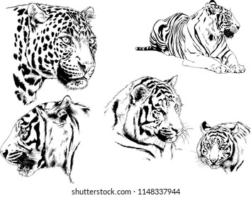 set of vector drawings on the theme of predators tigers are drawn by hand with ink tattoo logos