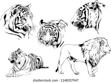 set of vector drawings on the theme of predators tigers are drawn by hand with ink tattoo logos