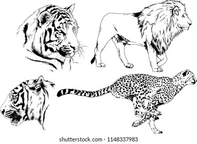 set of vector drawings on the theme of predators tigers are drawn by hand with ink tattoo logos