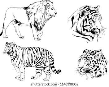 set of vector drawings on the theme of predators tigers are drawn by hand with ink tattoo logos