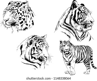 set of vector drawings on the theme of predators tigers are drawn by hand with ink tattoo logos