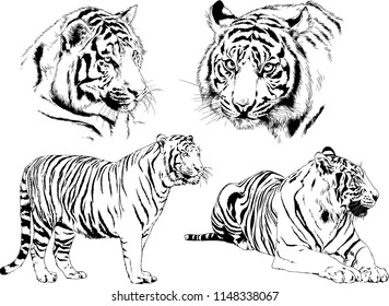 set of vector drawings on the theme of predators tigers are drawn by hand with ink tattoo logos