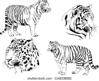 set of vector drawings on the theme of predators tigers are drawn by hand with ink tattoo logos