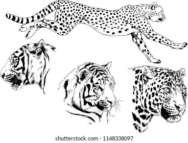 set of vector drawings on the theme of predators tigers are drawn by hand with ink tattoo logos