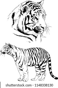 set of vector drawings on the theme of predators tigers are drawn by hand with ink tattoo logos