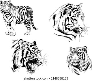 set of vector drawings on the theme of predators tigers are drawn by hand with ink tattoo logos