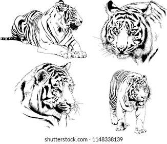 set of vector drawings on the theme of predators tigers are drawn by hand with ink tattoo logos
