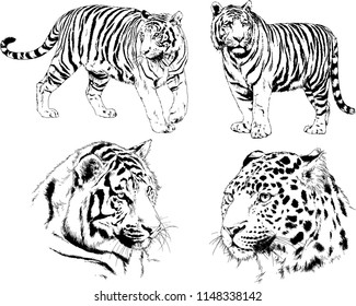 set of vector drawings on the theme of predators tigers are drawn by hand with ink tattoo logos