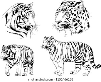 set of vector drawings on the theme of predators tigers are drawn by hand with ink tattoo logos